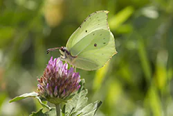 Latolistek cytrynek (Gonepteryx rhamni)