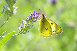 Szlaczkoń siarecznik (Colias hyale)
