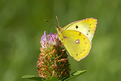 Szlaczkoń siarecznik (Colias hyale)