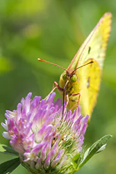 Szlaczkoń siarecznik (Colias hyale)