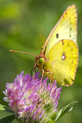 Szlaczkoń siarecznik (Colias hyale)
