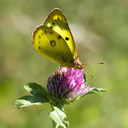Szlaczkoń siarecznik (Colias hyale)