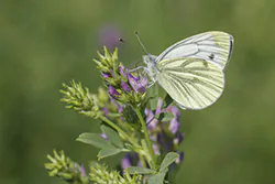 Green-veined White (Pieris napi)