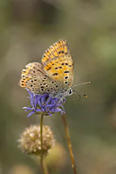 Czerwończyk uroczek (Lycaena tityrus)