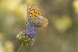 Czerwończyk uroczek (Lycaena tityrus)