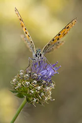 Czerwończyk uroczek (Lycaena tityrus)