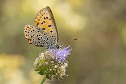 Czerwończyk uroczek (Lycaena tityrus)