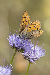 Czerwończyk uroczek (Lycaena tityrus)