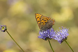 Czerwończyk uroczek (Lycaena tityrus)