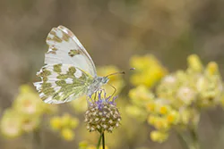 Eastern Bath White (Pontia edusa)