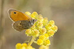 Small Heath (Coenonympha pamphilus)