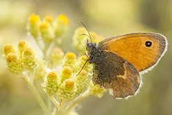 Small Heath (Coenonympha pamphilus)
