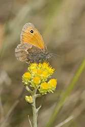 Small Heath (Coenonympha pamphilus)