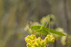 Długoskrzydlak sierposz (Phaneroptera falcata)