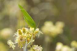 Długoskrzydlak sierposz (Phaneroptera falcata)