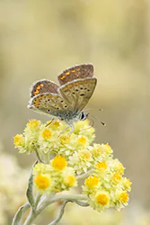 Czerwończyk uroczek (Lycaena tityrus)