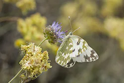 Eastern Bath White (Pontia edusa)