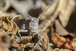 Siwoszek błękitny (Oedipoda caerulescens)