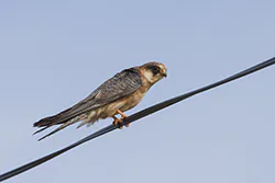 Kobczyk (Falco vespertinus)