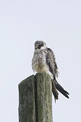 Kobczyk (Falco vespertinus)