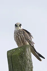 Kobczyk (Falco vespertinus)