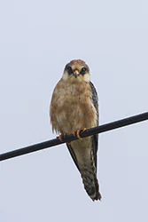 Kobczyk (Falco vespertinus)