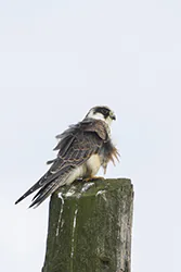 Kobczyk (Falco vespertinus)