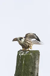 Kobczyk (Falco vespertinus)