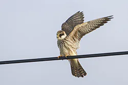 Kobczyk (Falco vespertinus)