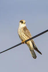 Kobczyk (Falco vespertinus)