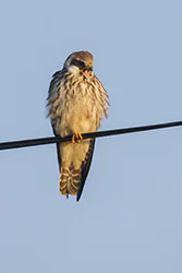 Kobczyk (Falco vespertinus)