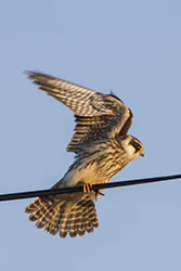 Kobczyk (Falco vespertinus)