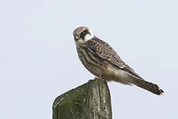Kobczyk (Falco vespertinus)