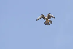 Kobczyk (Falco vespertinus)