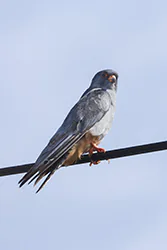 Kobczyk (Falco vespertinus)