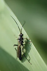 Gąsienicznik (Ichneumonoidea)