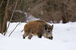 Dzik (Sus scrofa)