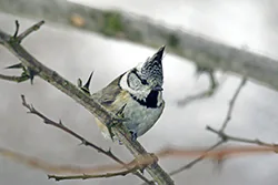 Sikora czubatka (Parus cristatus)