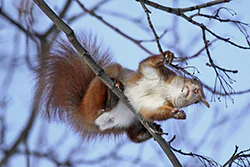 Wiewiórka (Sciurus vulgaris)