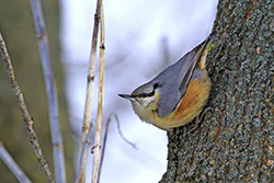 Kowalik (Sitta europaea)
