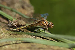 Vagrant Darter (Sympetrum vulgatum)