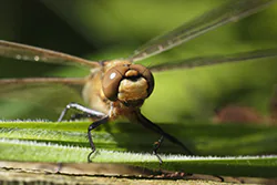 Vagrant Darter (Sympetrum vulgatum)