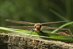 Vagrant Darter (Sympetrum vulgatum)