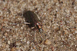  (Donacia vulgaris)
