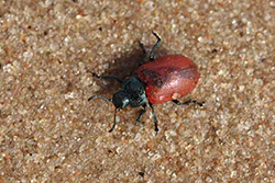 Rynnica osikowa (Chrysomela tremula)