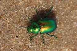 Green Dock Beetle (Gastroidea viridula)