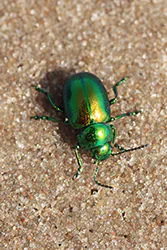 Green Dock Beetle (Gastroidea viridula)