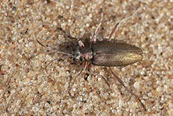  (Donacia vulgaris)