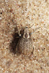  (Strophosoma capitatum)