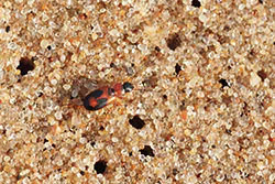  (Badister bullatus)